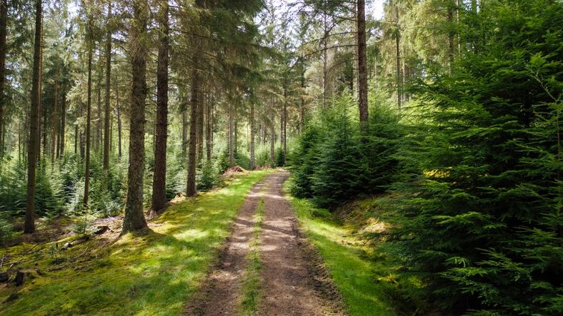 Woodland path through trees