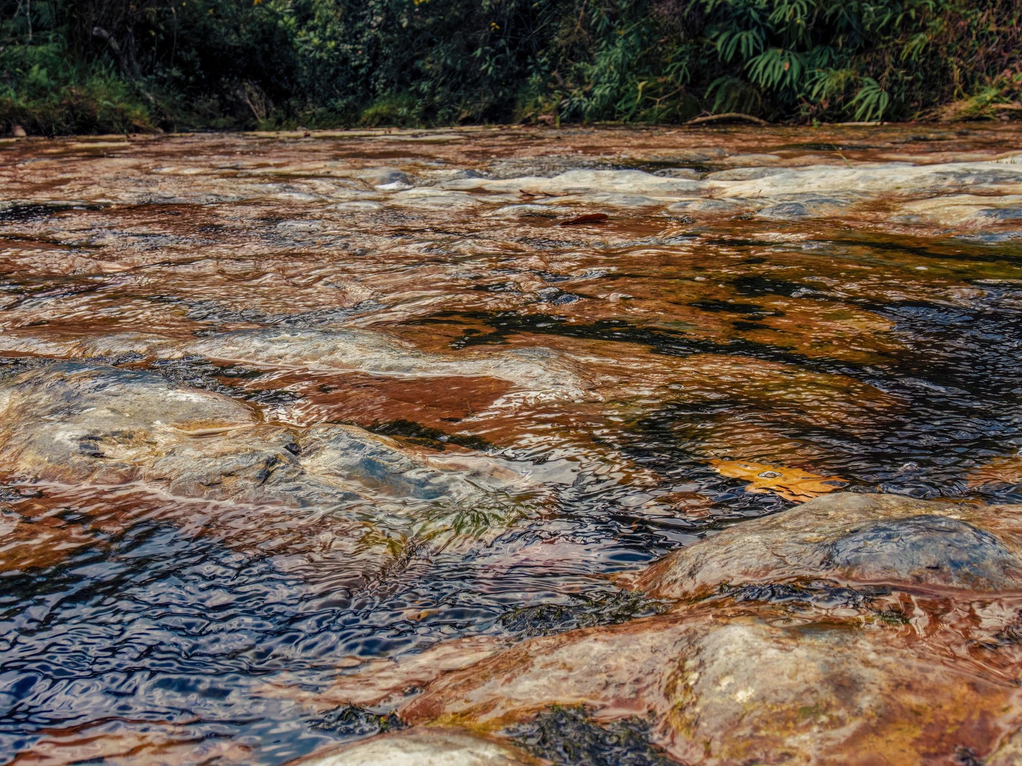 Shallow forest stream over stones