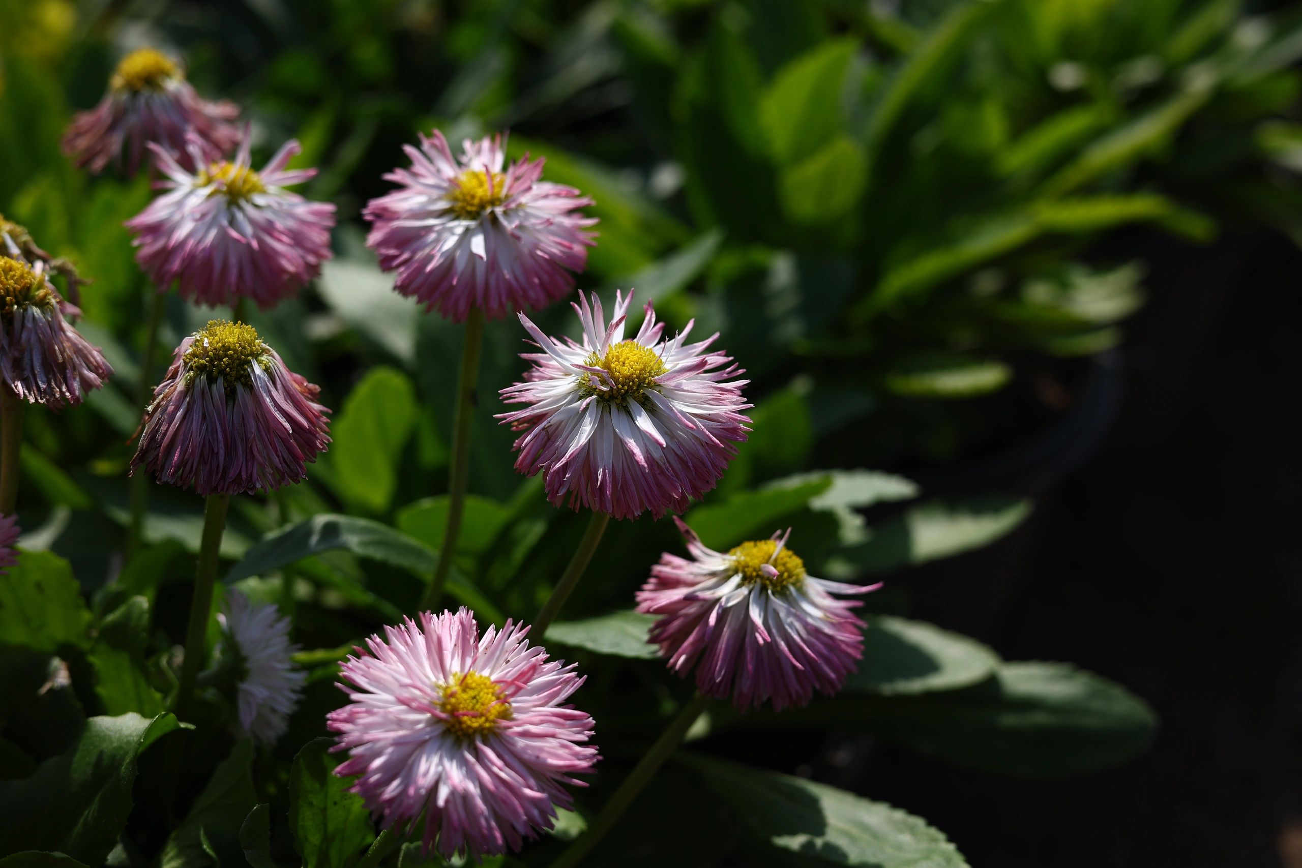 Colorful spring garden flowers in natural sunlight